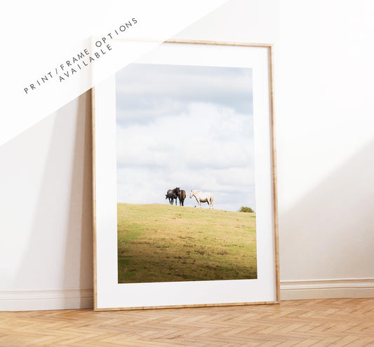 New Forest Pony Photography Print - Hampshire Photography Prints - Wall Art -  Frame and Canvas Options - Portrait  - UK