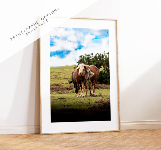 New Forest Pony Photography Print - Hampshire Photography Prints - Wall Art -  Frame and Canvas Options - Portrait  - UK