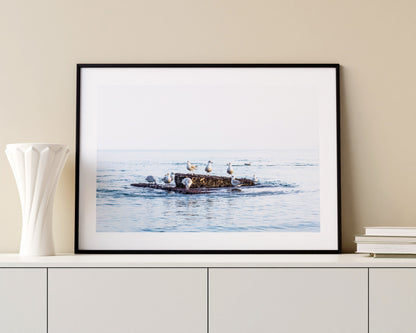Seagull Print - Photography Print - Portsmouth and Southsea Prints - Wall Art -  Frame and Canvas Options - Landscape